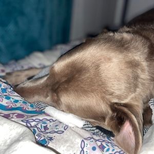 Meet your Posher, Morgan